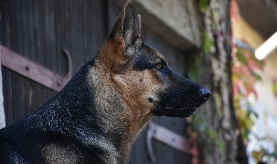 how german expressionism influenced hollywood