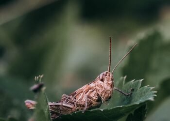 what is artificial selection in biology