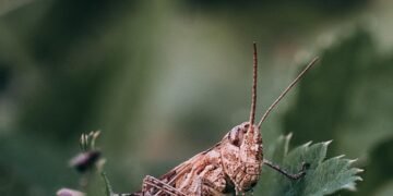 what is artificial selection in biology