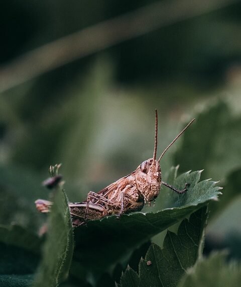 what is artificial selection in biology