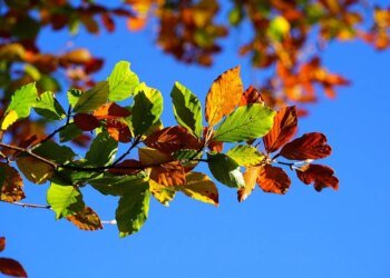 the golden age of hollywood explained