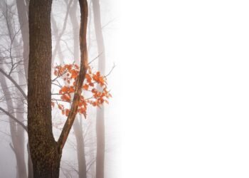 the golden age of hollywood explained