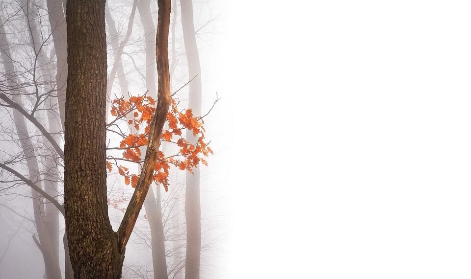 the golden age of hollywood explained