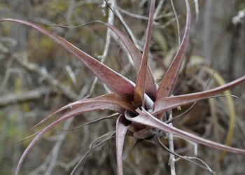 impact of christopher nolan’s filmmaking techniques