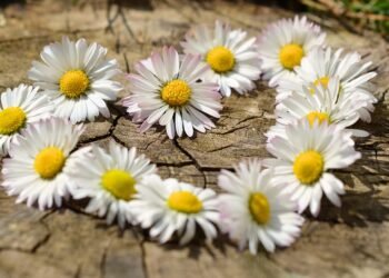 how silent films shaped modern storytelling