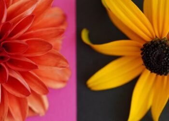 introduction to auteur theory in cinema