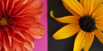 introduction to auteur theory in cinema