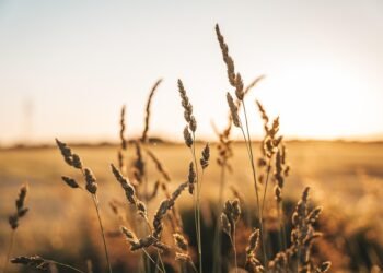 the golden age of hollywood explained