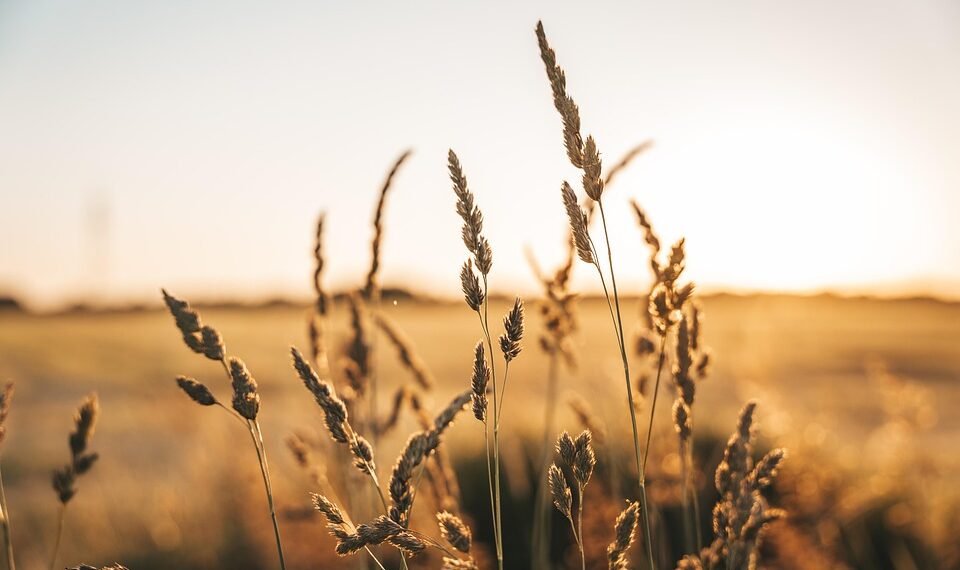 the golden age of hollywood explained