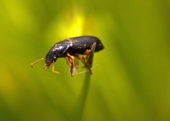 behind the scenes of practical effects in classics