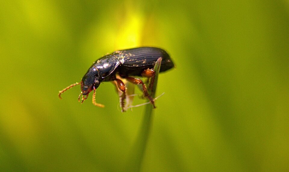 behind the scenes of practical effects in classics