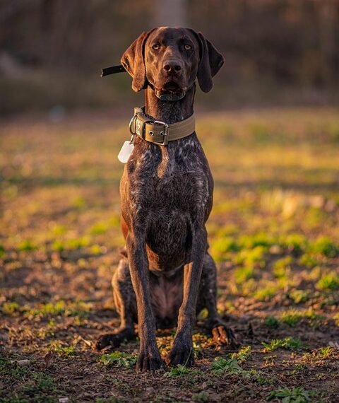 how german expressionism influenced hollywood