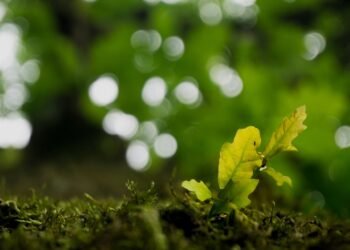 evolution of film criticism and reviewers