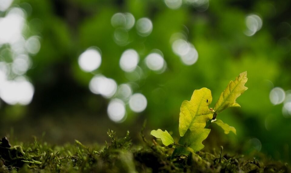 evolution of film criticism and reviewers