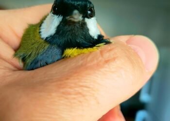 role of producers in shaping major films