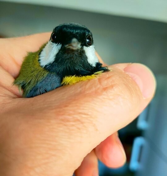 role of producers in shaping major films