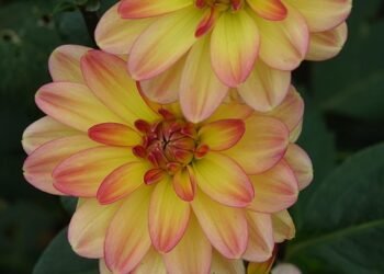 origin of film noir and stylistic elements