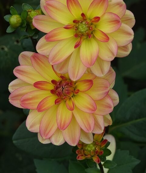 origin of film noir and stylistic elements