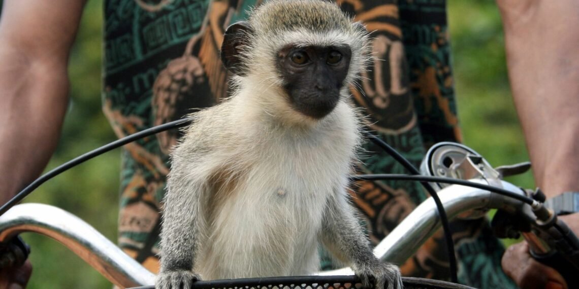 Escaped Monkeys Cause Disruptions in St Louis as AI Thwarts Recovery Efforts