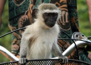 Escaped Monkeys Cause Disruptions in St Louis as AI Thwarts Recovery Efforts