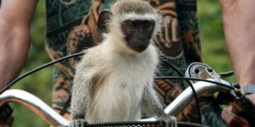 Escaped Monkeys Cause Disruptions in St Louis as AI Thwarts Recovery Efforts