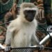 Escaped Monkeys Cause Disruptions in St Louis as AI Thwarts Recovery Efforts