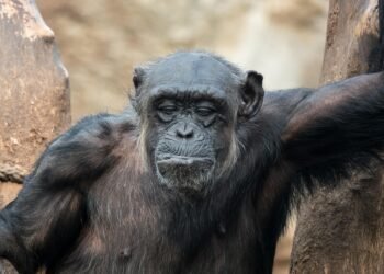 evolution of movie marketing and trailers