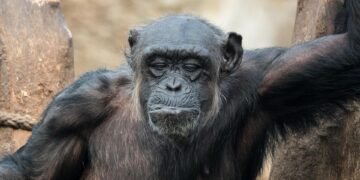 evolution of movie marketing and trailers
