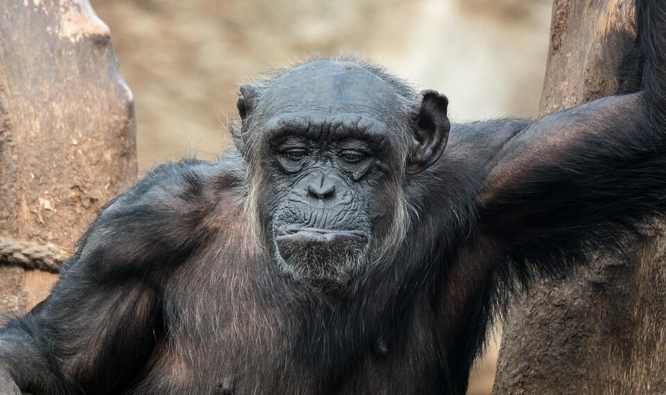 evolution of movie marketing and trailers