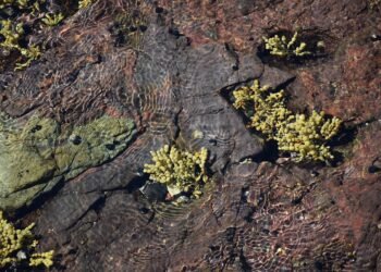 how film ratings systems developed globally