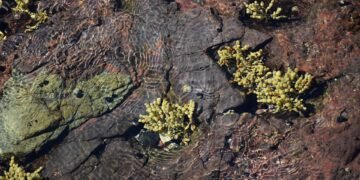 how film ratings systems developed globally