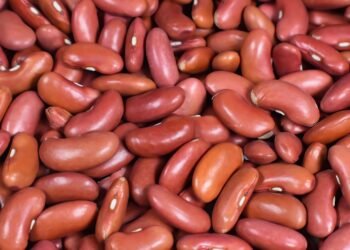 basics of human kidney function