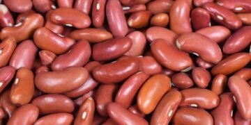 basics of human kidney function