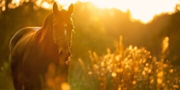 how italian westerns changed the genre