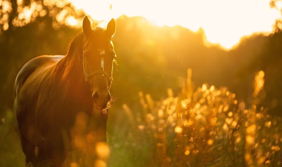 how italian westerns changed the genre