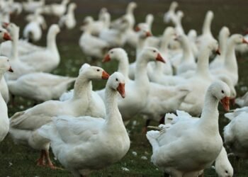 martin scorsese contribution to filmmaking