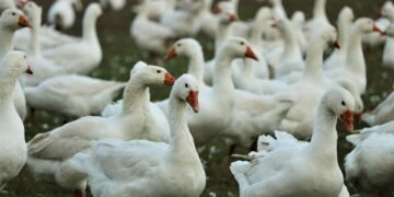 martin scorsese contribution to filmmaking