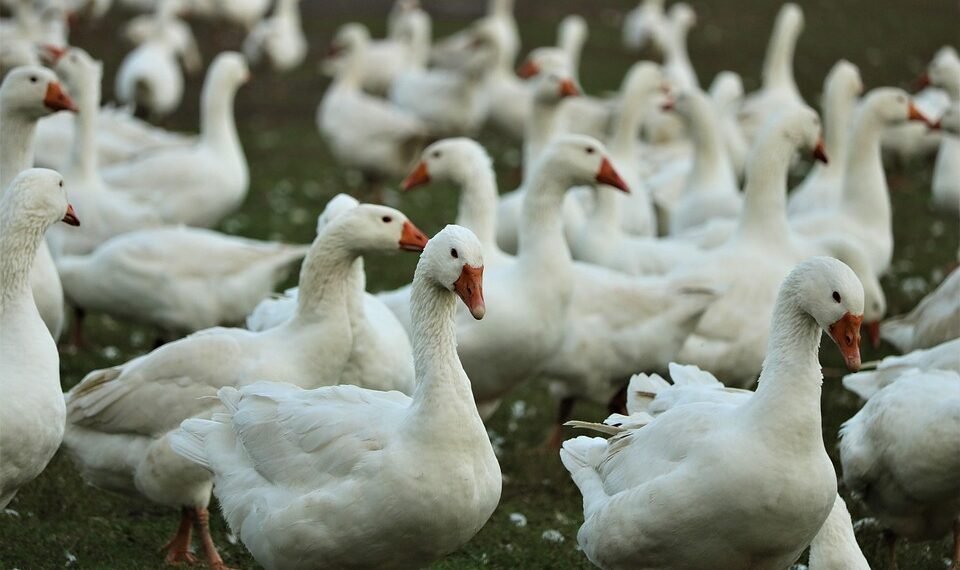 martin scorsese contribution to filmmaking