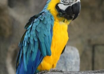 how comedy films changed from silent era to present