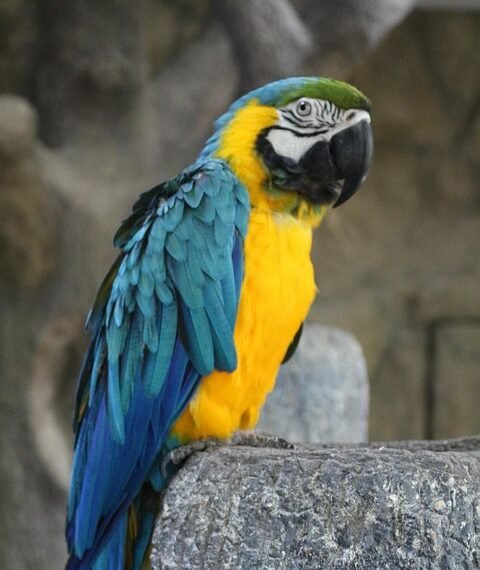 how comedy films changed from silent era to present