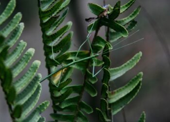 evolution of film criticism and reviewers