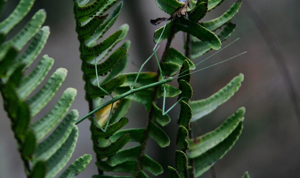 evolution of film criticism and reviewers