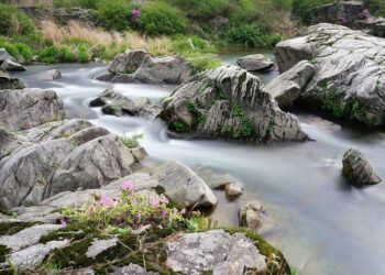 rise of streaming platforms in film distribution