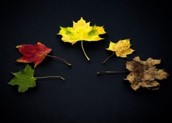 development of animation in cinema