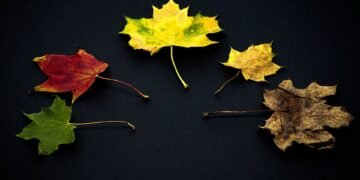 development of animation in cinema