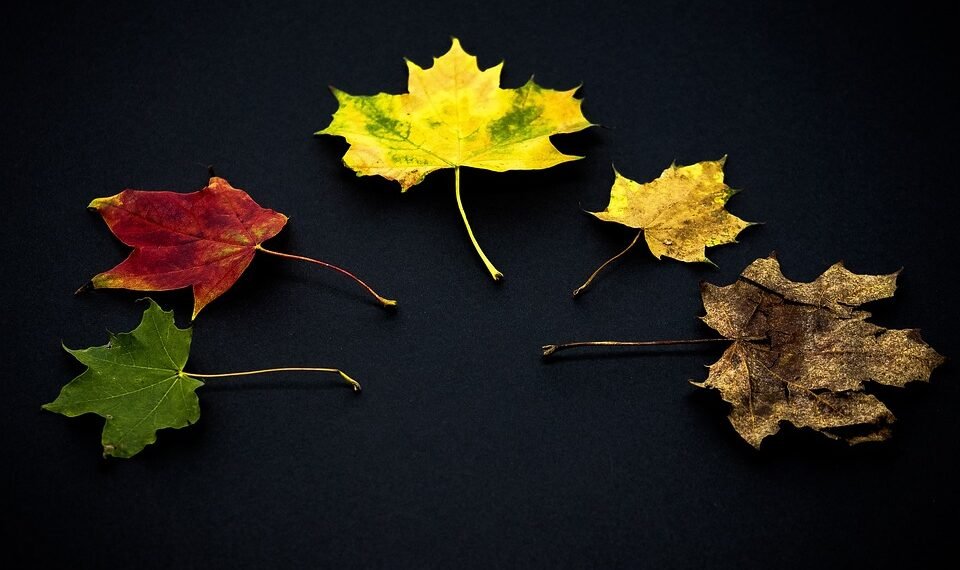 development of animation in cinema