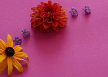 introduction to auteur theory in cinema