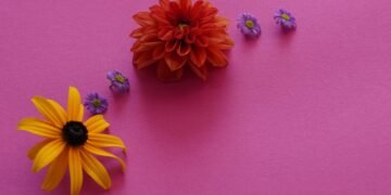 introduction to auteur theory in cinema