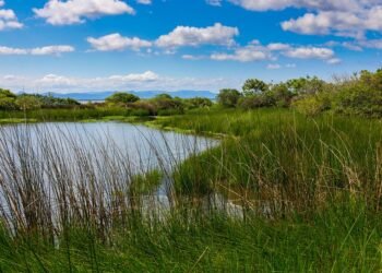 importance of film preservation and restoration