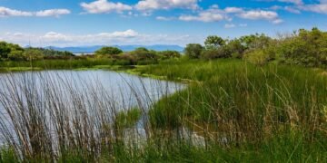 importance of film preservation and restoration